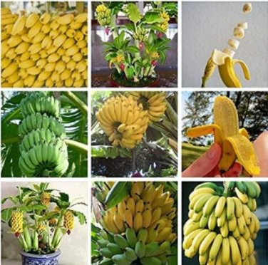 Fresh 100PCS Dwarf Banana Tree Seeds Hybrid Fruits