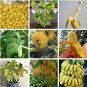 Fresh 100PCS Dwarf Banana Tree Seeds Hybrid Fruits