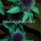 Fresh 100PCS Clematis Seeds Goldenish Green Color