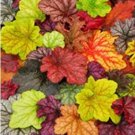 Fresh 200PCS Heuchera Coral Bell Seeds Colorful