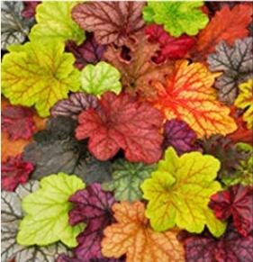 Fresh 200PCS Heuchera Coral Bell Seeds Colorful
