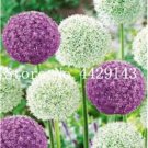 Fresh 100PCS Giant Allium Plant Seeds Mixed Light Purple and White Colors