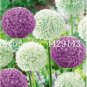 Fresh 100PCS Giant Allium Plant Seeds Mixed Light Purple and White Colors