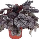 Fresh 100PCS Heuchera micrantha Seeds Gray Whitish Black Colors