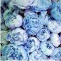 Fresh 20PCS Chinese Suffruticosa Peony Seeds Light Blue Double Flowers Ball Type