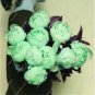 Fresh Chinese Peony Tree Seeds Light Green Ball Type Flowers