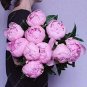 Fresh 10PCS Chinese Peony Tree Seeds Light Pink Double Flowers Ball Type