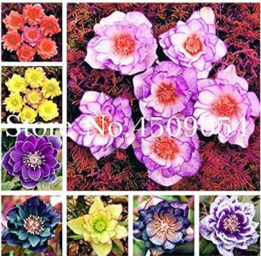 Fresh 100PCS Helleborus Seeds Mixed 8 Types