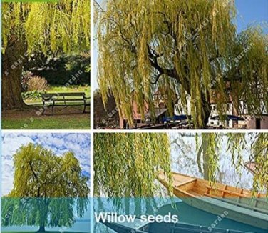 Fresh 50PCS Giant Willow Tree Seeds