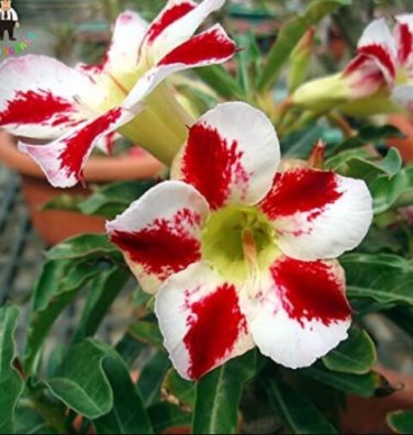 Fresh 1PC Desert Rose Seed White Red Bi Color Single Petals