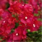 Fresh 10PCS Bougainvillea Plant Seeds Fresh Fire Red Color