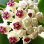 Fresh 50PCS Hoya Carnosa Flower Seeds Milky White with Dark Red Centre