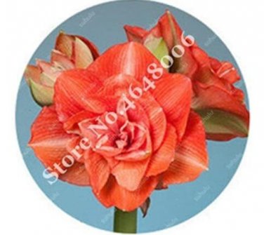 Fresh 100PCS Amaryllis Seed Not Bulbs Orange Red Color