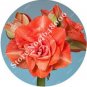 Fresh 100PCS Amaryllis Seed Not Bulbs Orange Red Color