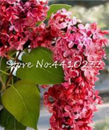 Fresh 100PCS Purple Japanese Lilac Seeds
