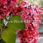 Fresh 100PCS Purple Japanese Lilac Seeds