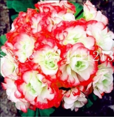Fresh 30PCS Geranium Seeds Rose Red to Milky White to Green Ball Types Double Flowers