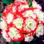 Fresh 30PCS Geranium Seeds Rose Red to Milky White to Green Ball Types Double Flowers