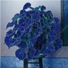 Fresh 100PCS Janpanse Bonsai Coleus Plants Seeds Sea Blue Colors