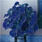 Fresh 100PCS Janpanse Bonsai Coleus Plants Seeds Sea Blue Colors