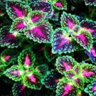 Fresh 100PCS Coleus Blumei Seeds Green Black Purple Rose Pink Flowers