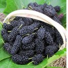 Fresh 100PCS Raspberry Seeds Big Black Mulberry Fruits