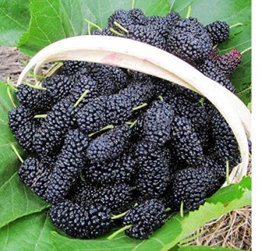 Fresh 100PCS Raspberry Seeds Big Black Mulberry Fruits