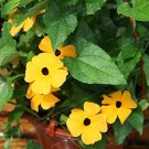 Fresh 10PCS Thunbergia Alata Flower Seeds Black Eyed Susan Vine Yellow Color
