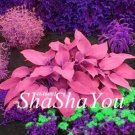 Fresh 200PCS Hosta Seed Perennials Flesh Pink Flowers