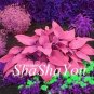 Fresh 200PCS Hosta Seed Perennials Flesh Pink Flowers