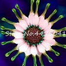 Fresh 100PCS Osteospermum Seeds Spider Type Green to Golden to Light Pink Flowers
