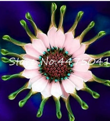 Fresh 100PCS Osteospermum Seeds Spider Type Green to Golden to Light Pink Flowers