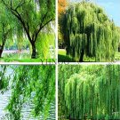 Fresh 100PCS Salix Babylonica Tree Seeds