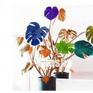 Fresh 100PCS Palm Turtle Leaves Seeds Mixed