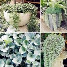 Fresh 100PCS Dichondra Repens Seeds Silver Falls in Hanging Baskets
