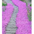 Fresh 200PCS Creeping Thyme Seeds Rock CRESS Plant Light Pink Flowers