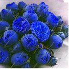 Fresh 10PCS Chinese Peony Tree Seeds Blue Double Flowers