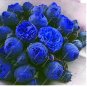 Fresh 10PCS Chinese Peony Tree Seeds Blue Double Flowers