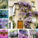 Fresh 10PCS Wisteria Seeds Mixed White Blue Light Purple Pink Purple Colors