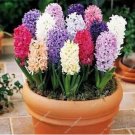 Fresh 100PCS Hyacinthus Orientalis Seeds (NOT Bulbs) Mixed