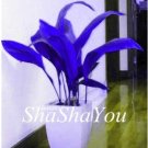 Fresh 200PCS Hosta Seeds Blue Color