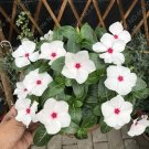 Fresh 100PCS Periwinkle Seeds White Flowers Single Petals