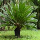 Fresh 10PCS Sago Cycas Seeds Green Colors