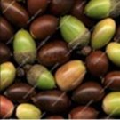 Fresh 10PCS Oak Tree Seeds