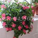 Fresh 100PCS Periwinkle Seeds Pink Flowers Single Petal