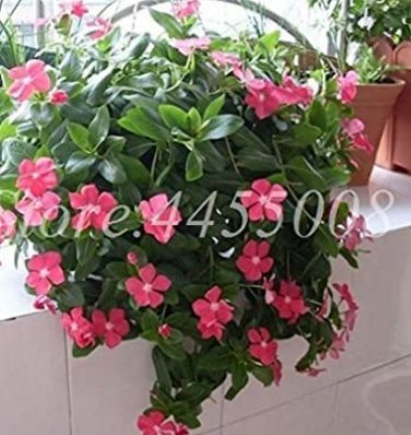 Fresh 100PCS Periwinkle Seeds Pink Flowers Single Petal