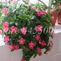 Fresh 100PCS Periwinkle Seeds Pink Flowers Single Petal