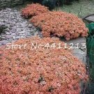 Fresh 100PCS Creeping Thyme Seeds Rock CRESS Plant Light Orange Colors