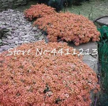 Fresh 100PCS Creeping Thyme Seeds Rock CRESS Plant Light Orange Colors
