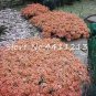 Fresh 100PCS Creeping Thyme Seeds Rock CRESS Plant Light Orange Colors
